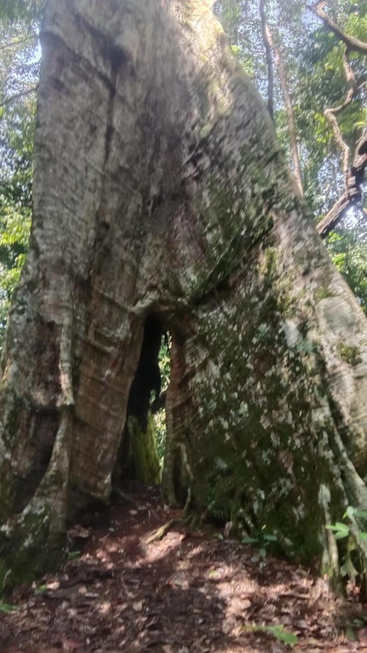 Umiyuki Jungle Tour Only Treking With As Hotel Bukit Lawang Exterior photo